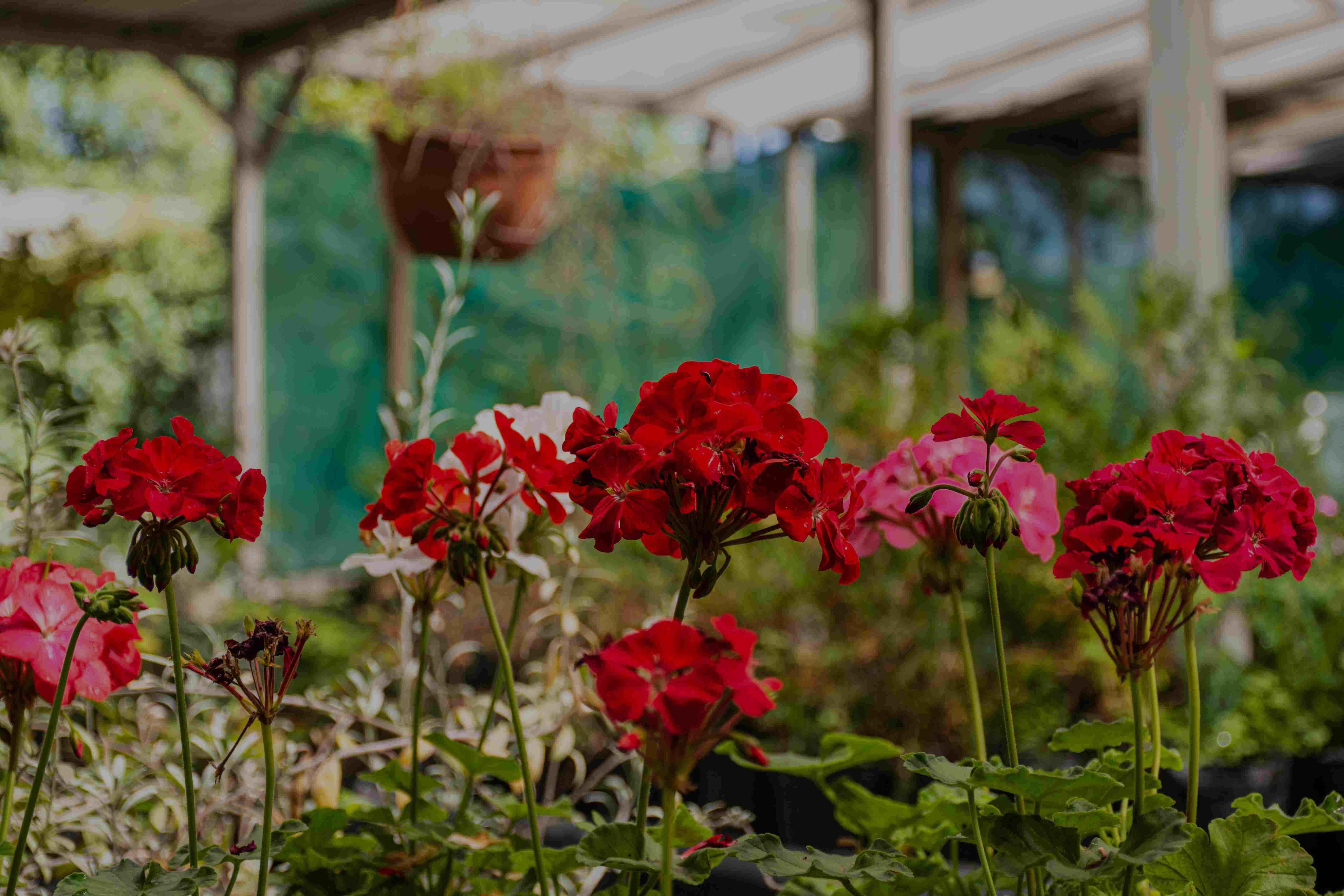 Serena and Shaun's plant shop
